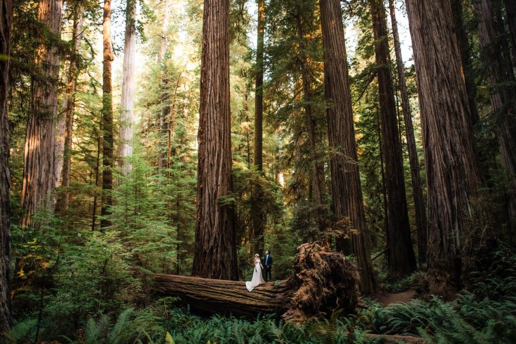 Redwoods Elopement in Northern California